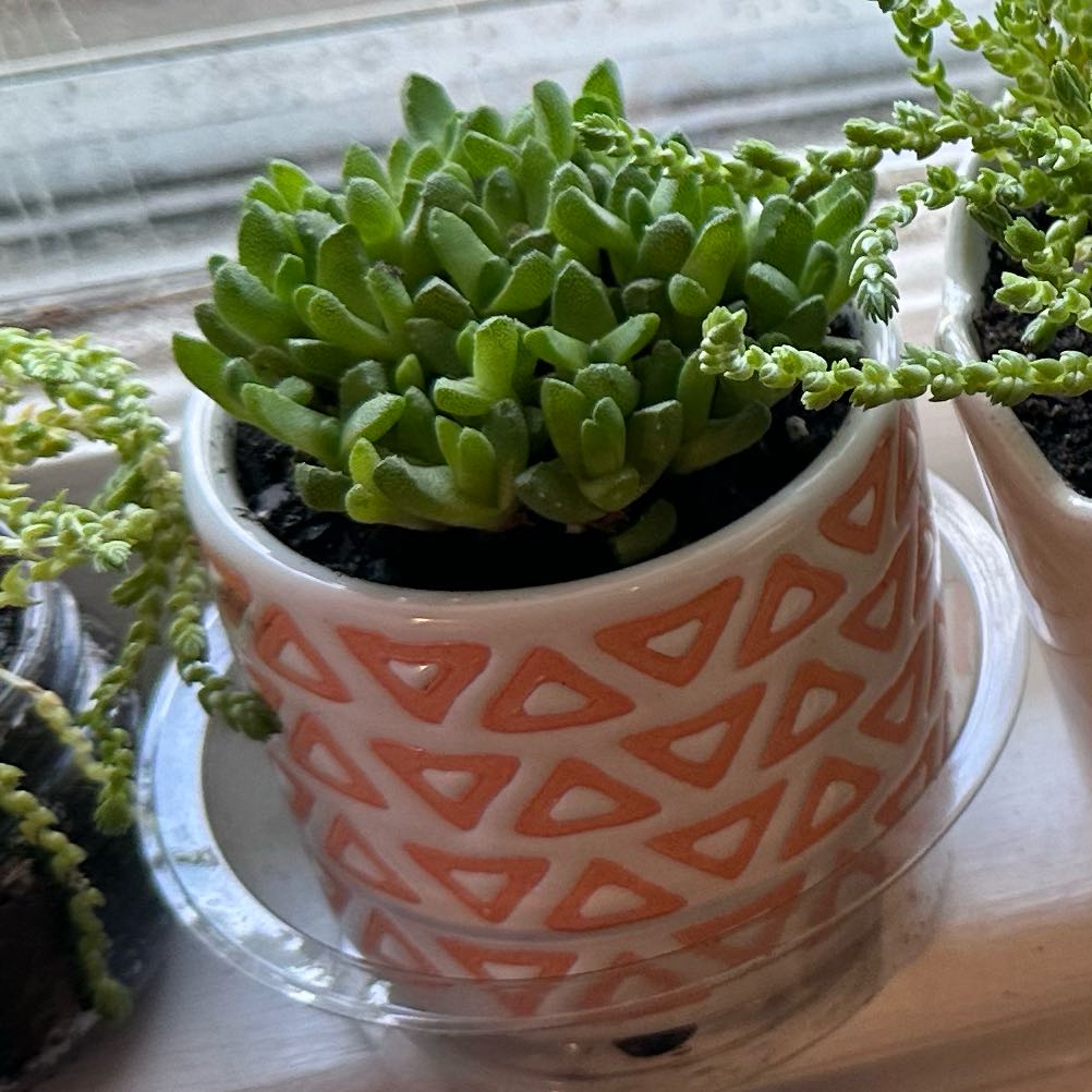 Photo of the plant species Assorted Stomatium by @YesTarbush93 named Orwell on Greg, the plant care app