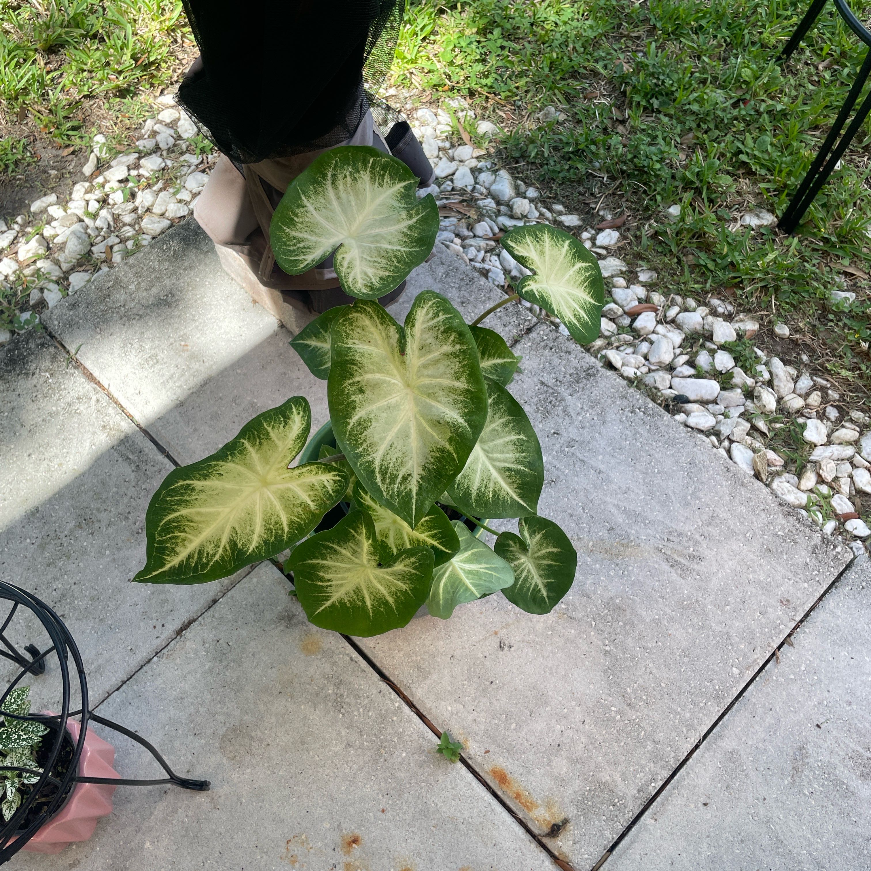 Photo of the plant species Caladium White Queen by @BossCapeivy33 named Alice on Greg, the plant care app