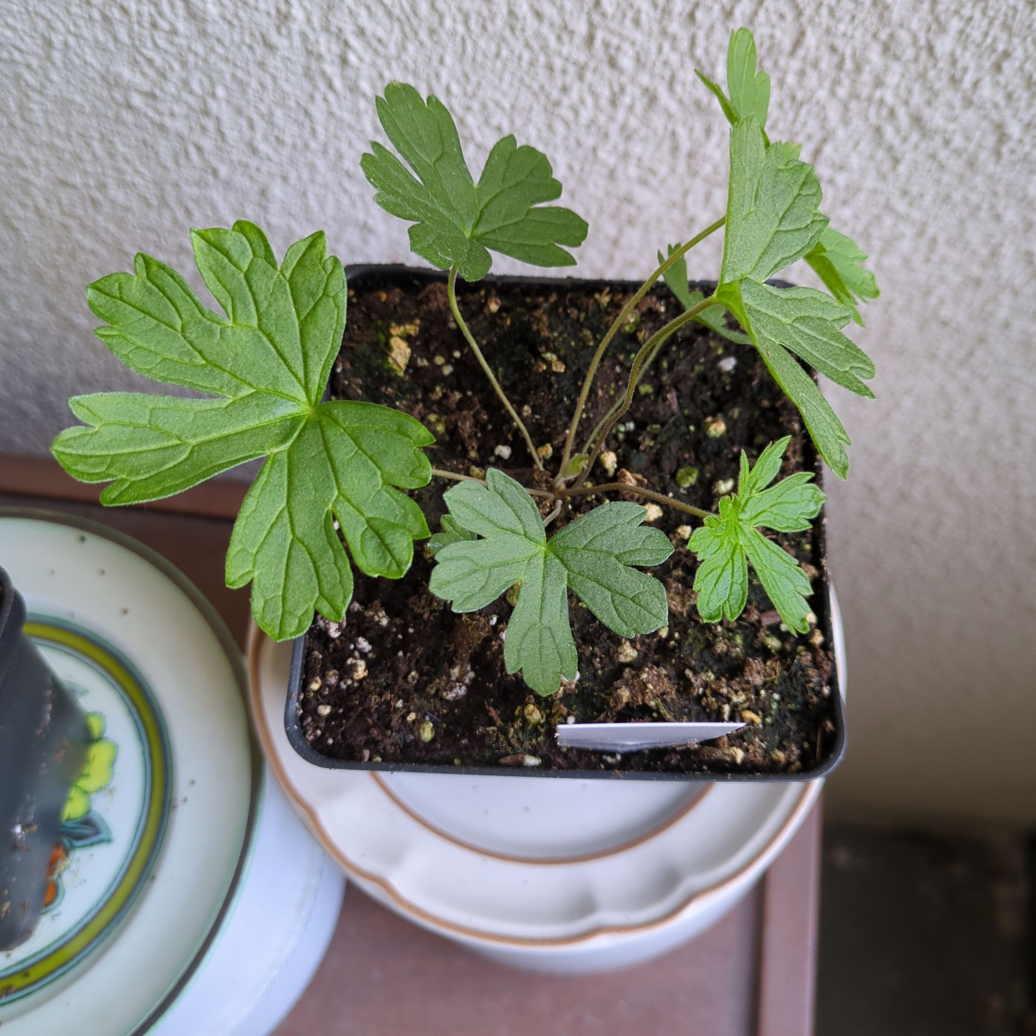 Photo of the plant species Wild Geranium 'Spring Purple' by @ZestyWateroak55 named Gigi on Greg, the plant care app