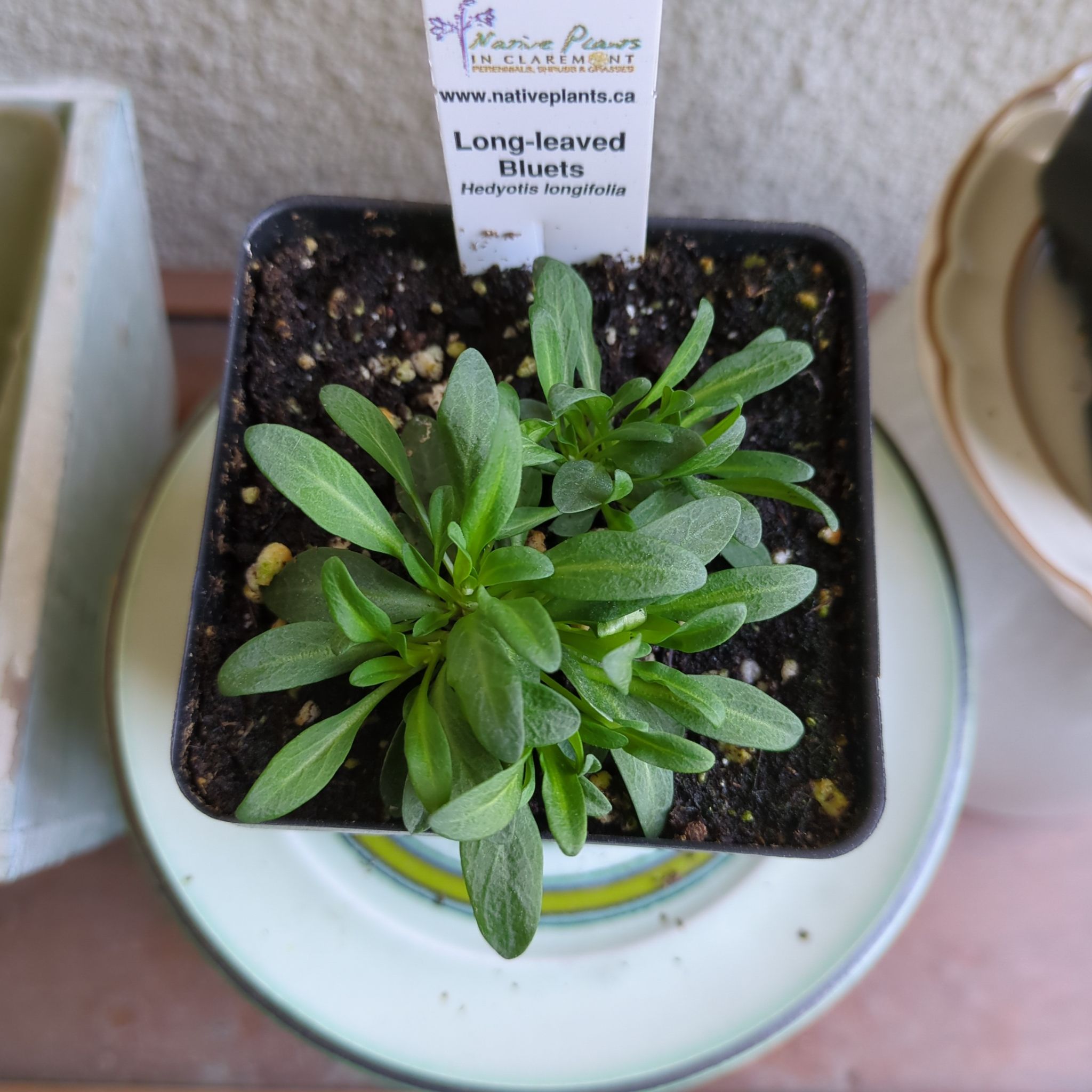 Photo of the plant species Hedyotis longifolia by @ZestyWateroak55 named Bluey on Greg, the plant care app