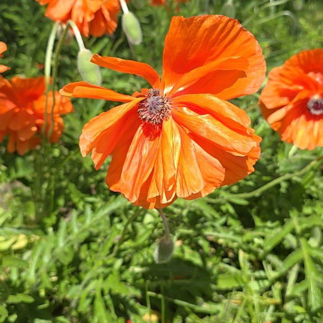 Photo of the plant species Oriental Poppy by @HeritorAnise95 named Tree Diddy on Greg, the plant care app
