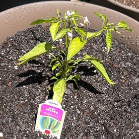 Photo of the plant species Fresno Chili by @JazzyDatepalm61 named Girlfrond on Greg, the plant care app