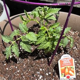 Photo of the plant species San Marzano Redorta Tomato by @JazzyDatepalm61 named Diana on Greg, the plant care app