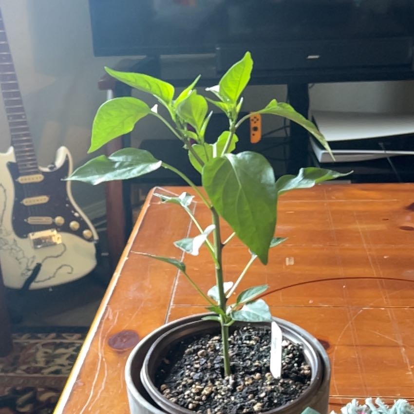 Photo of the plant species Jalapeno Pepper by @bruqwarner named Jeffrey on Greg, the plant care app