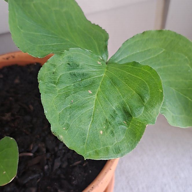 Photo of the plant species Jack in the Pulpit by @FastSalad61 named Jack n Jill on Greg, the plant care app