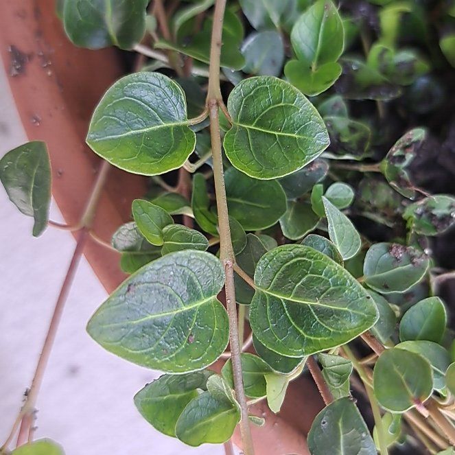 Photo of the plant species Partridge Berry by @FastSalad61 named Partridge on Greg, the plant care app
