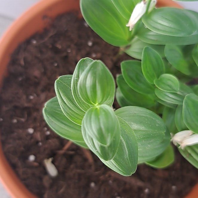 Photo of the plant species Dwarf Solomon's Seal by @FastSalad61 named DSS on Greg, the plant care app