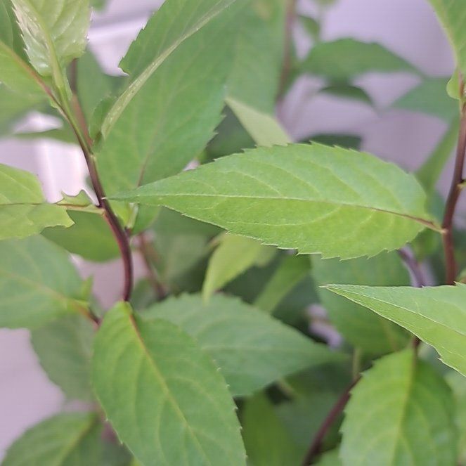 Photo of the plant species White Wood Aster by @FastSalad61 named WW Aster on Greg, the plant care app