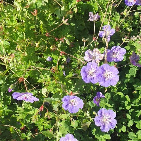Photo of the plant species Woolly Geranium by @MajorBacopa15 named Bodhi on Greg, the plant care app