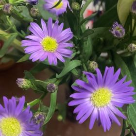 Photo of the plant species Michaelmas Daisy by @GoddessDropwort named Sanders on Greg, the plant care app