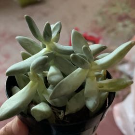 Photo of the plant species Moonsilver by @SaluteCentella named Gobi on Greg, the plant care app