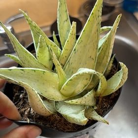 Photo of the plant species Aloe 'Snow Drift' by @KeyCorncob36 named Luna on Greg, the plant care app