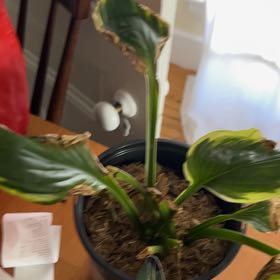 Photo of the plant species Hosta 'Twilight' by @VipSkypilot24 named Darwin on Greg, the plant care app