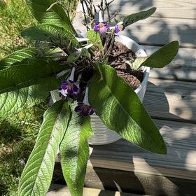 Photo of the plant species Streptocarpus 'Ladyslippers Azure' by @PalpableCacto54 named Tree Diddy on Greg, the plant care app