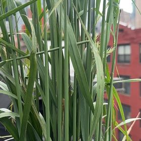 Photo of the plant species Karl forrester by @CozyBluebill19 named da Vinci on Greg, the plant care app