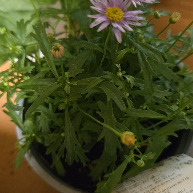 Photo of the plant species Brachyscome 'Blue Zephyr' by @SmartDropwort named Oscar on Greg, the plant care app