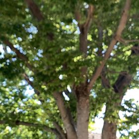 Photo of the plant species Texas Ebony by @FastBulrush14 named Leaf Erickson on Greg, the plant care app