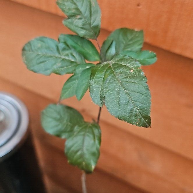Photo of the plant species Sargent crabapple by @JollyBushhoya32 named Sigmund on Greg, the plant care app