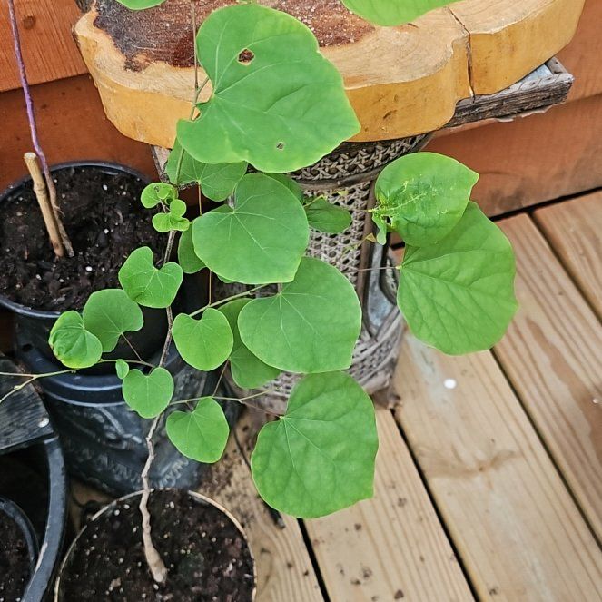Photo of the plant species Eastern Redbud 'Flame' by @JollyBushhoya32 named Mollie on Greg, the plant care app