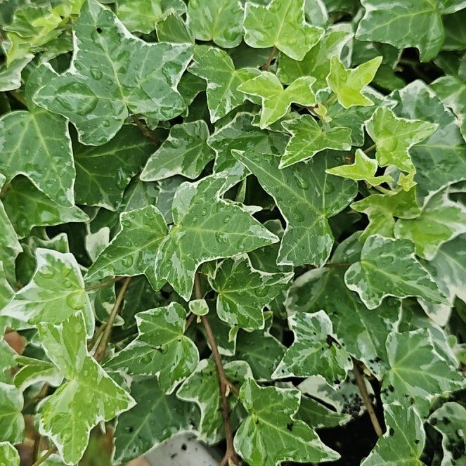 Photo of the plant species White-Edged Swedish Ivy by @JollyBushhoya32 named Keanu Leaves on Greg, the plant care app