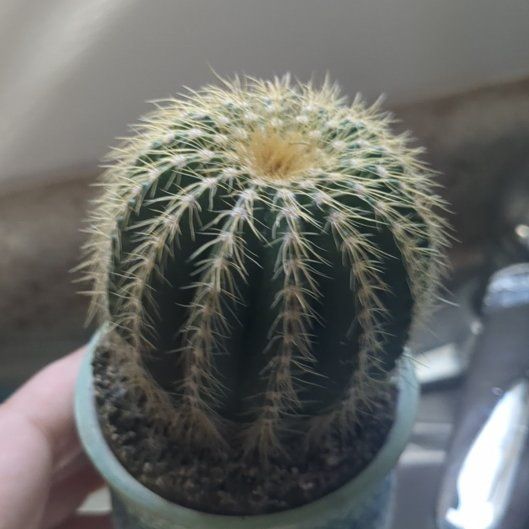 Photo of the plant species Notocactus warasii by @GodlyPlumtree92 named Gaga on Greg, the plant care app