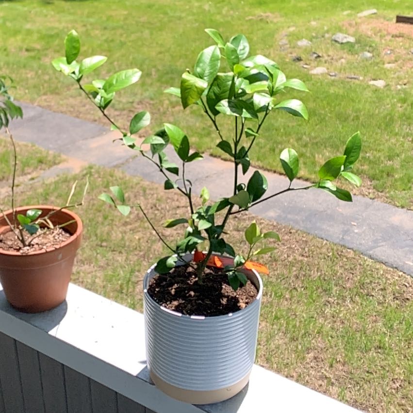 Photo of the plant species Meyers Lemon by @SightlyOrpine17 named Plan B on Greg, the plant care app