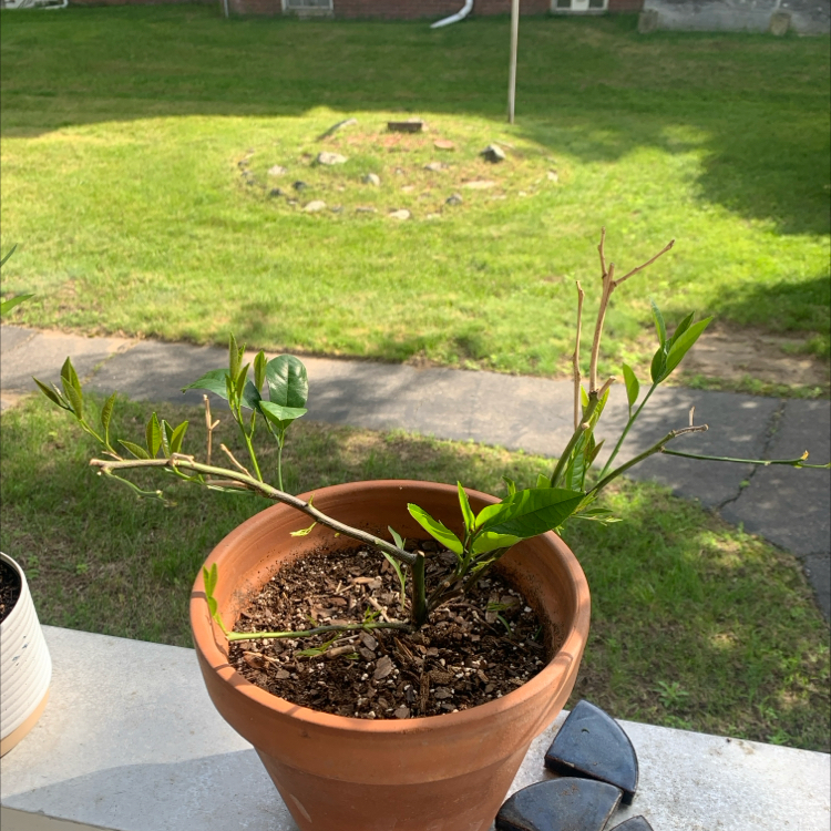 Photo of the plant species Meyers Lemon by @SightlyOrpine17 named Darwin on Greg, the plant care app