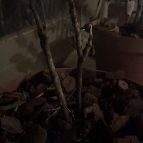 Photo of the plant species Peony by @HoorayGarlic68 named Forrest on Greg, the plant care app