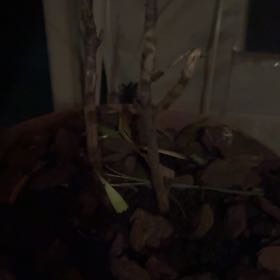 Photo of the plant species Peony by @HoorayGarlic68 named Dax on Greg, the plant care app