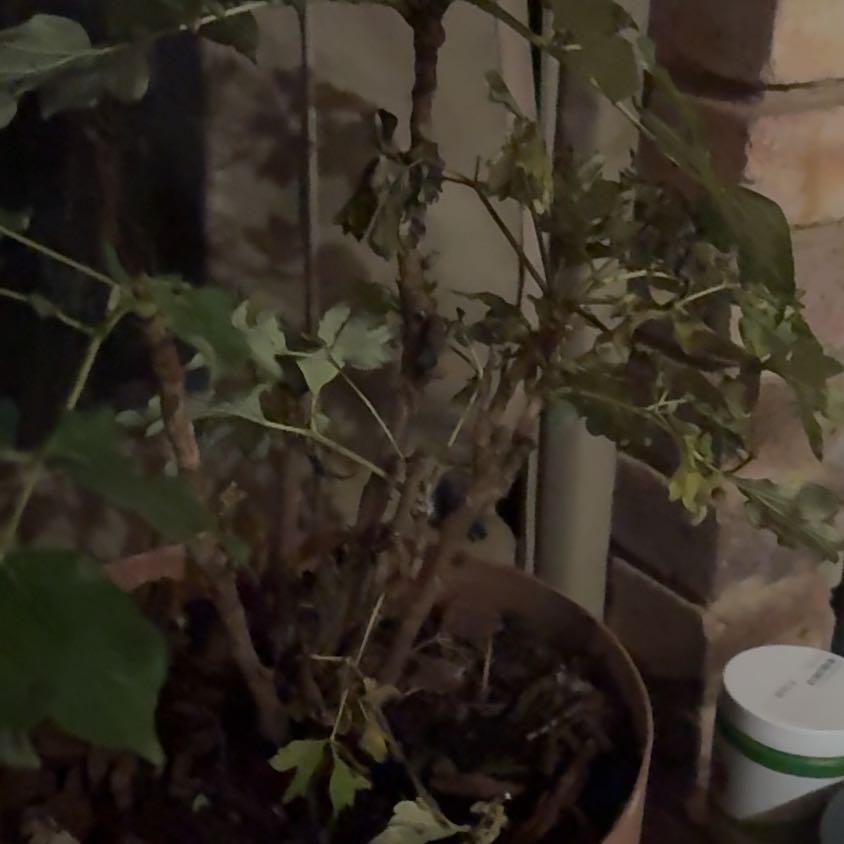Photo of the plant species Peony by @HoorayGarlic68 named da Vinci on Greg, the plant care app