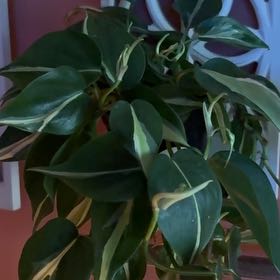 Photo of the plant species Philodendron 'Cream Splash' by @CourtneysOasis named Fin on Greg, the plant care app