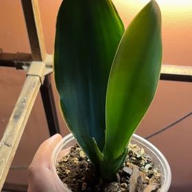 Photo of the plant species Black Star Snake Plant by @CourtneysOasis named Knuckles on Greg, the plant care app