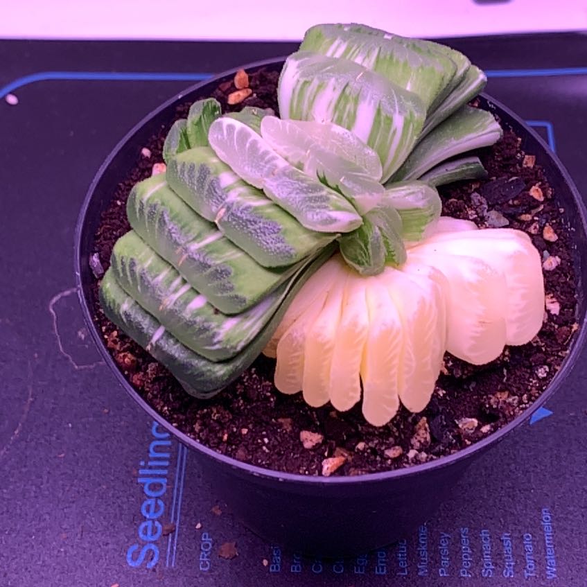Photo of the plant species Haworthia truncata 'Variegata' by @maddismaw named Marilyn on Greg, the plant care app