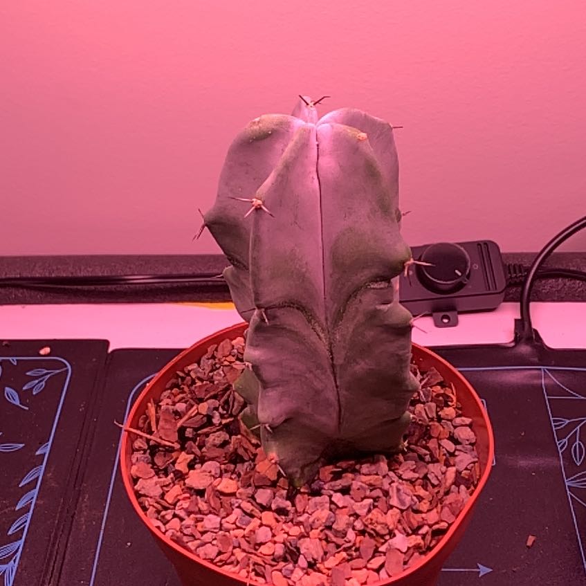 Photo of the plant species Grey Ghost Cactus by @maddismaw named Leonardo on Greg, the plant care app