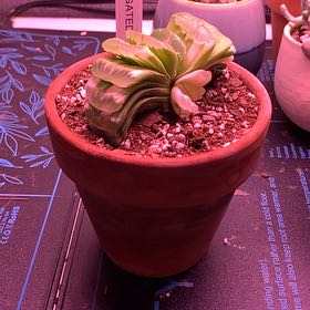 Photo of the plant species Haworthia truncata 'Variegata' by @maddismaw named Sage on Greg, the plant care app