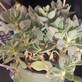 Photo of the plant species Rock Purslane by @BriskTearose57 named Delilah on Greg, the plant care app