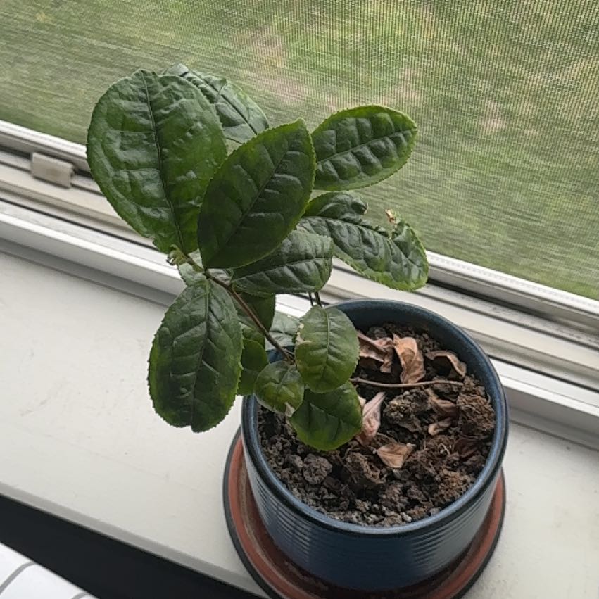 Photo of the plant species Tea Plant by @BeefyBrakefern named Diana on Greg, the plant care app