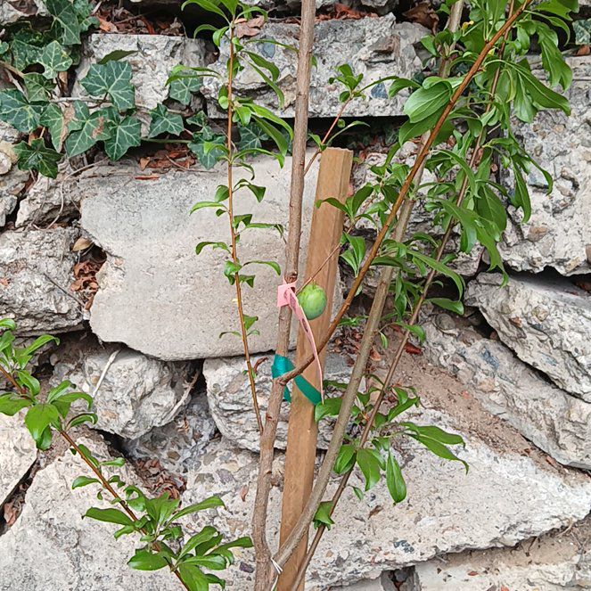 Photo of the plant species Santa Rosa Plum by @CordialPalepuma named Gobi on Greg, the plant care app