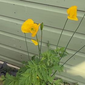 Photo of the plant species Welsh Poppy by @CuddlySalad named Gates on Greg, the plant care app