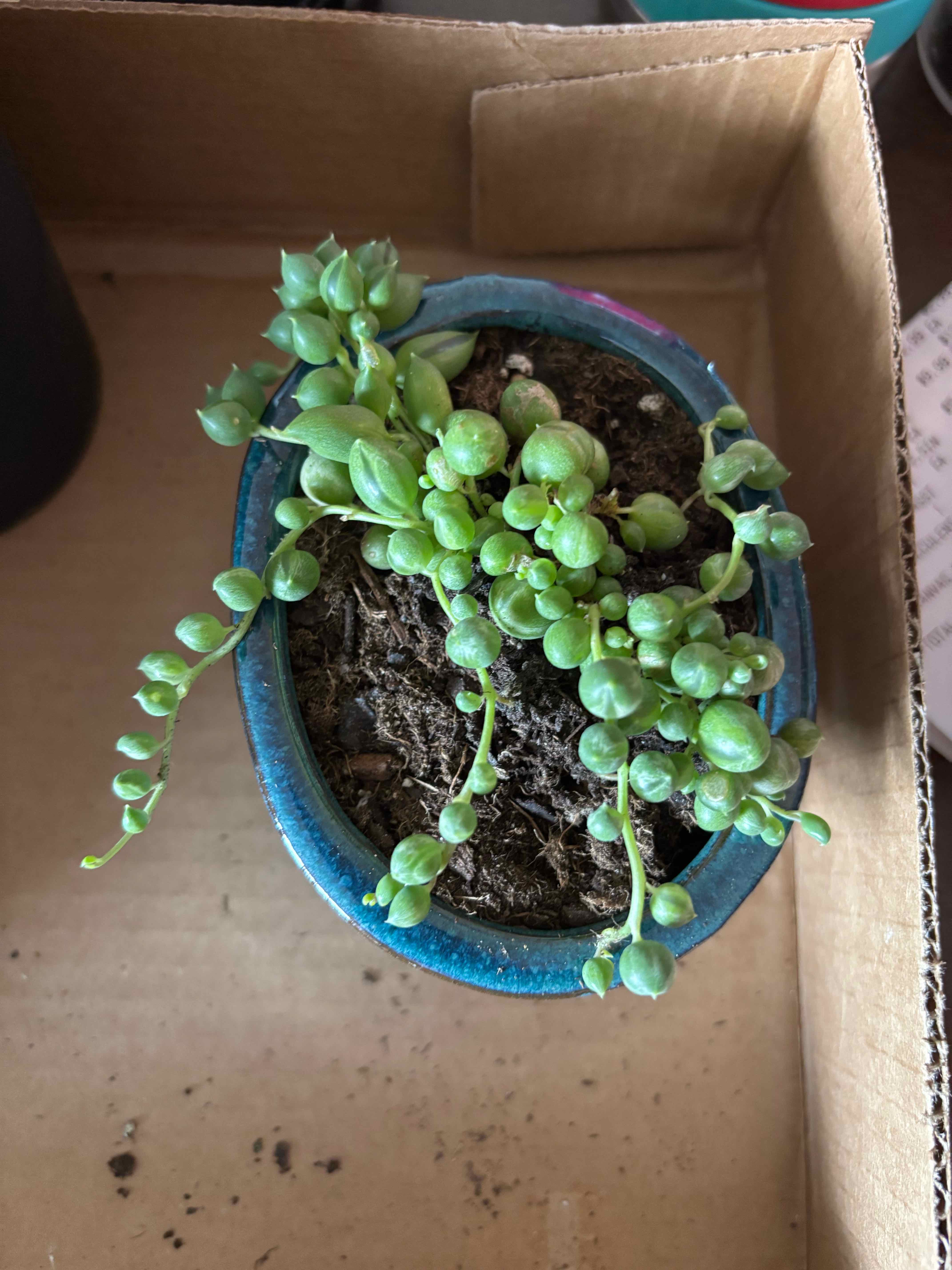 Photo of the plant species Varigated String of Pearls by @BentonEarthstar named Luna on Greg, the plant care app