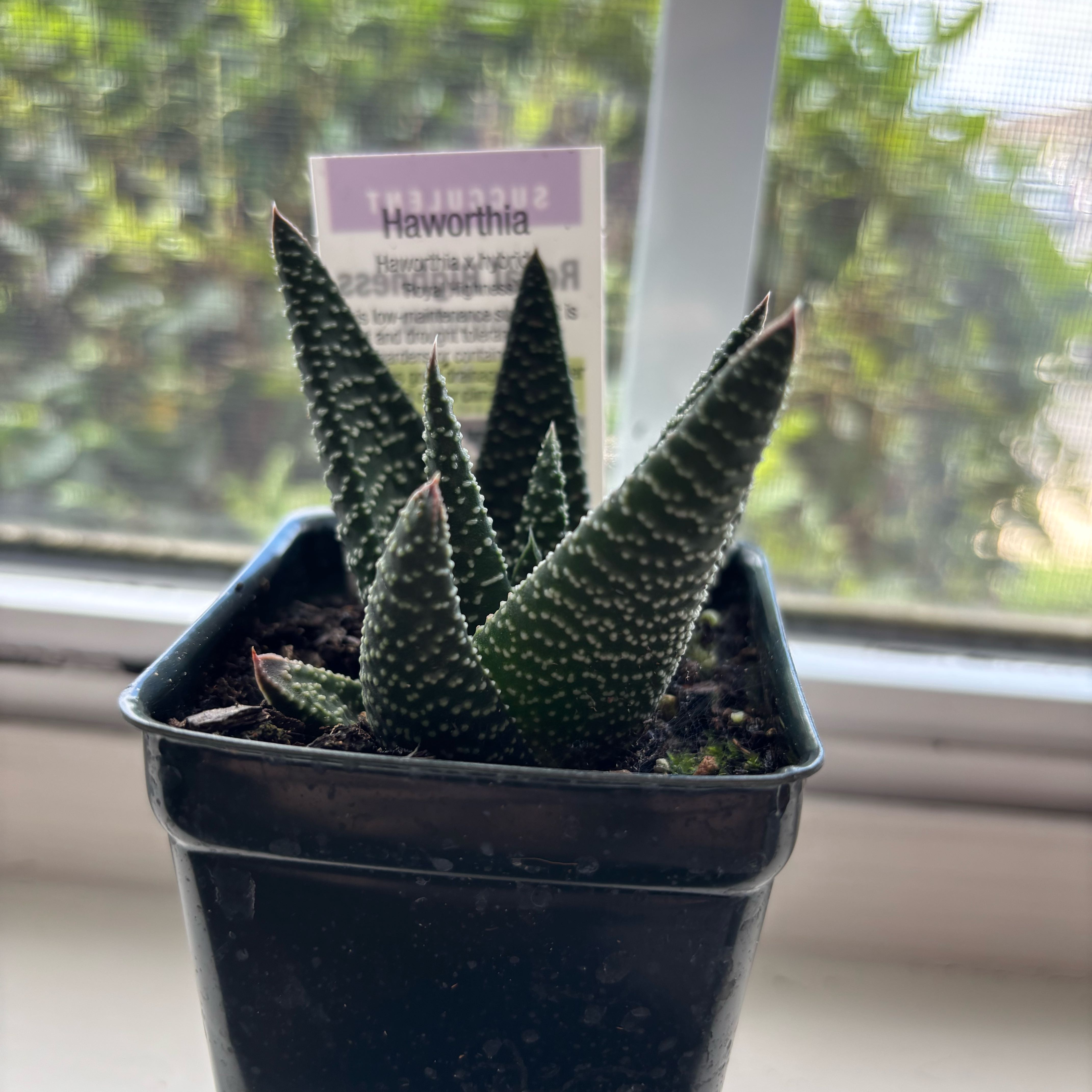 Photo of the plant species Royal Highness by @BentonEarthstar named Hamilton on Greg, the plant care app