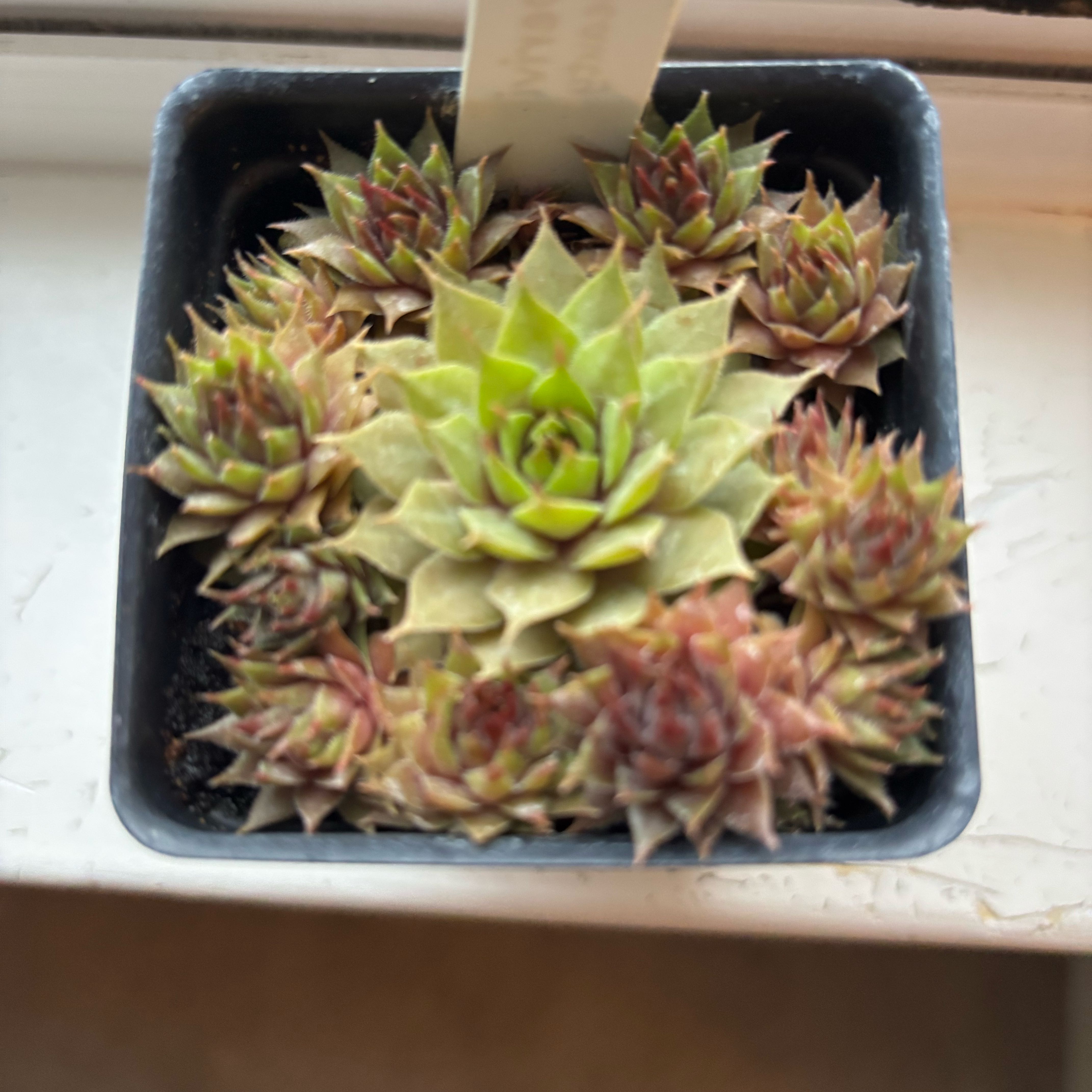 Photo of the plant species Sempervivum 'Red Beauty' by @BentonEarthstar named Hemingway on Greg, the plant care app