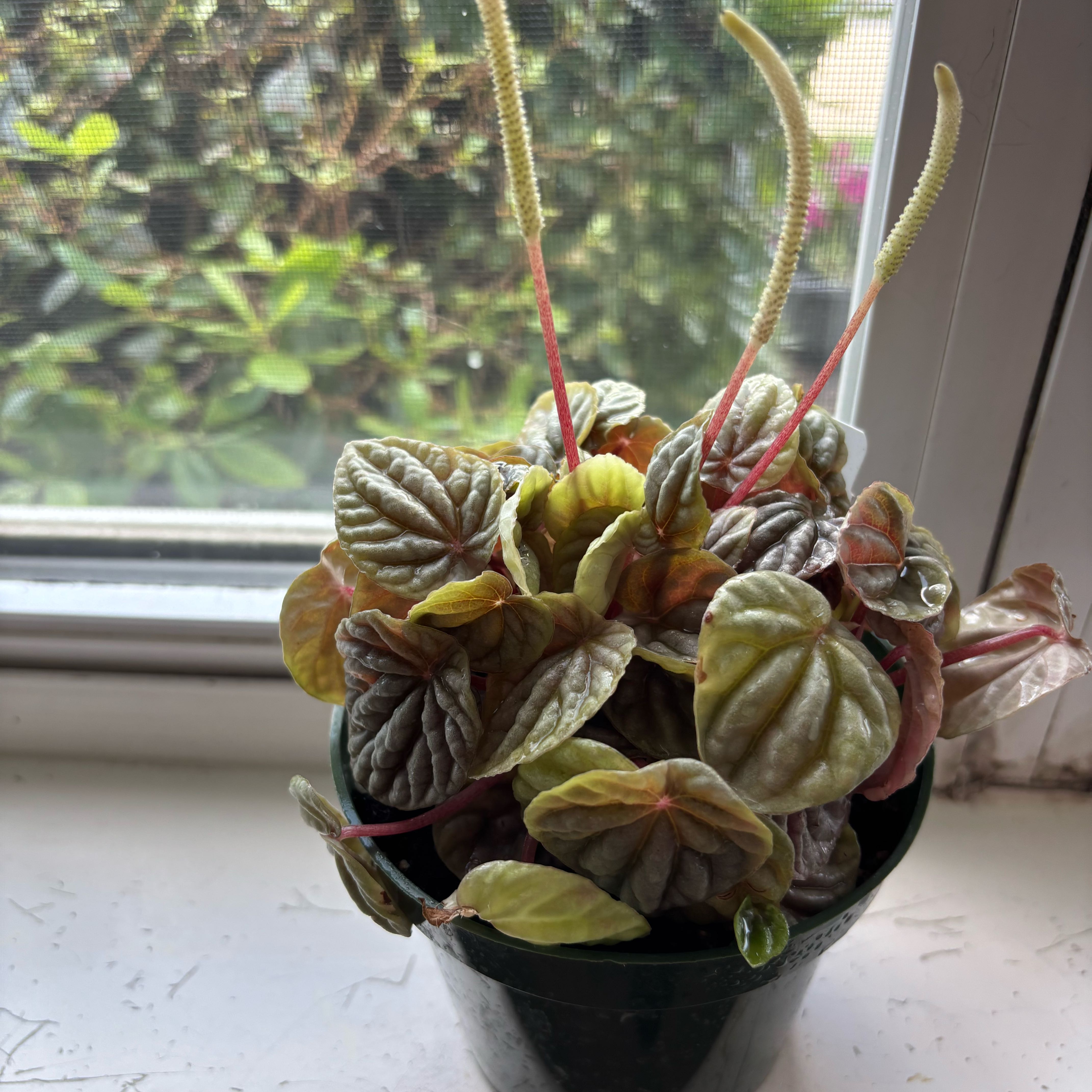 Photo of the plant species Silver Ripple Peperomia by @BentonEarthstar named Tolkien on Greg, the plant care app
