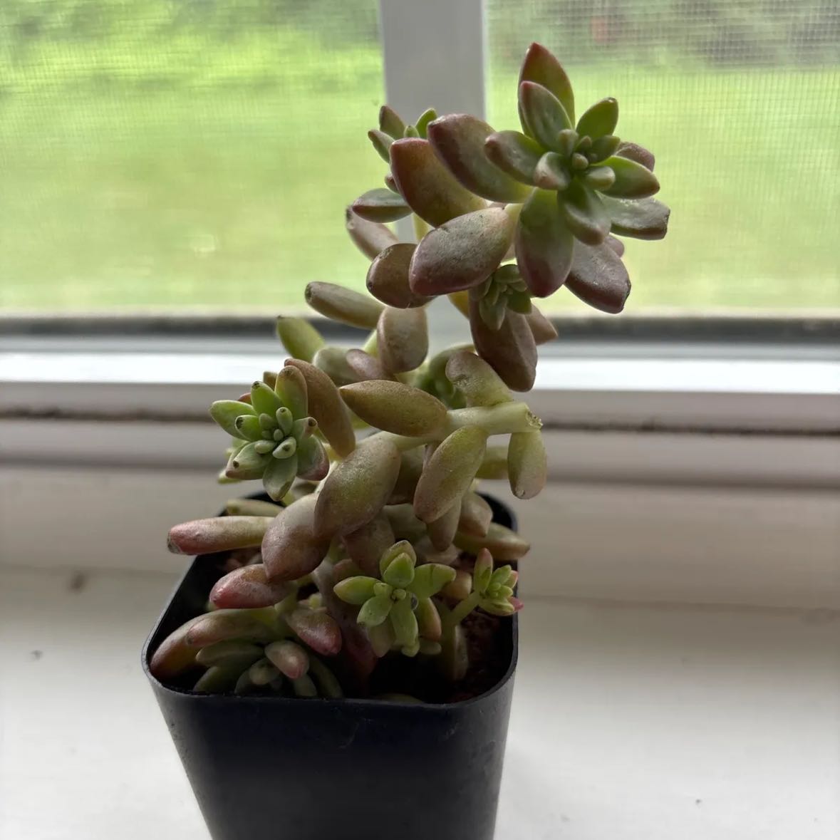 Photo of the plant species Pink Granite by @BentonEarthstar named Skyler on Greg, the plant care app