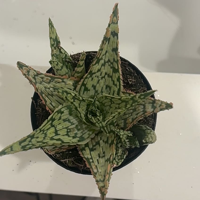 Photo of the plant species Aloe 'Mauna Kea' by @QueenPinkball24 named Sherlock on Greg, the plant care app