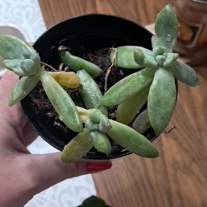Photo of the plant species Graptoveria Blue Pearl by @BossRuby66 named Planty on Greg, the plant care app