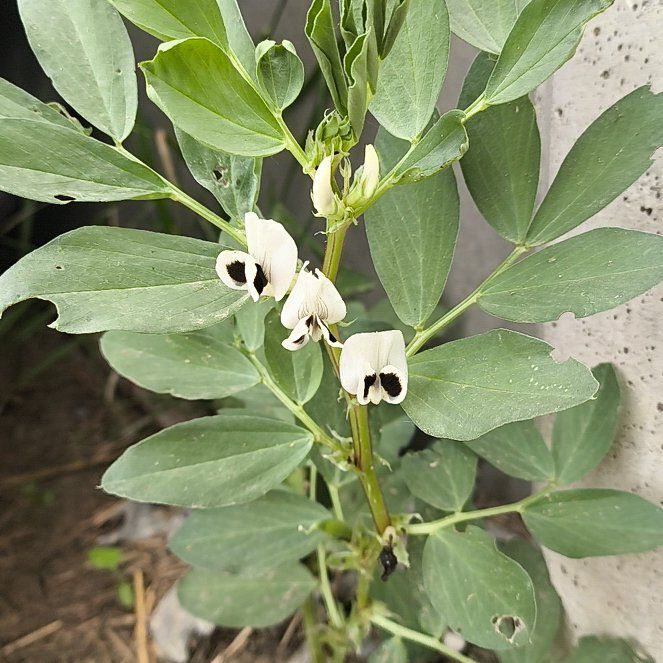 Photo of the plant species Broad Bean by @BossWavycap18 named Baesil on Greg, the plant care app