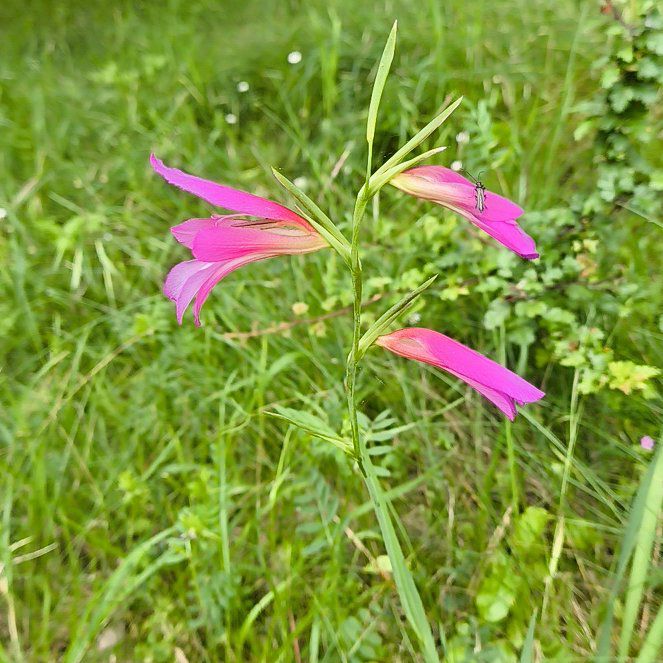 Photo of the plant species Italian Gladiolus by @BossWavycap18 named Sahara on Greg, the plant care app