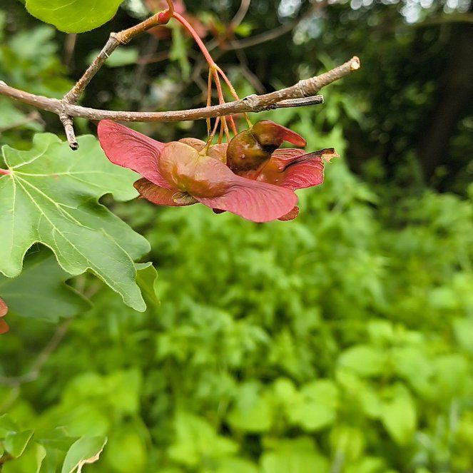 Photo of the plant species Hedge Maple by @BossWavycap18 named Zeus on Greg, the plant care app