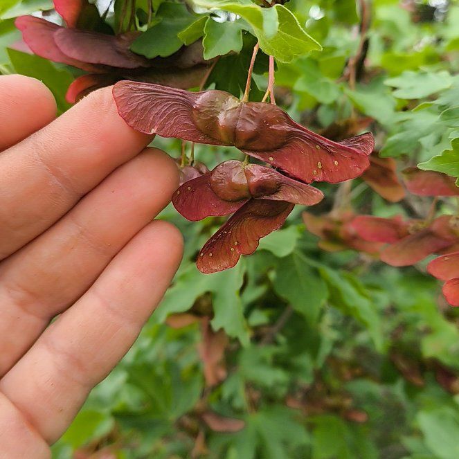 Photo of the plant species Hedge Maple by @BossWavycap18 named Leonardo on Greg, the plant care app
